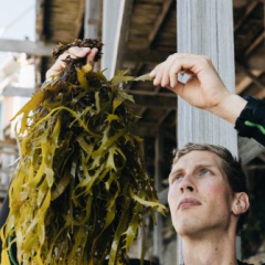 man hanging seaweed