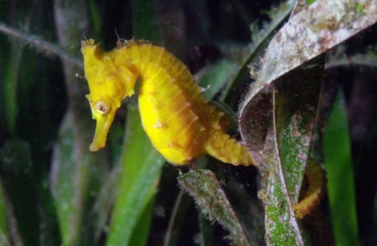 Yellow seahorse