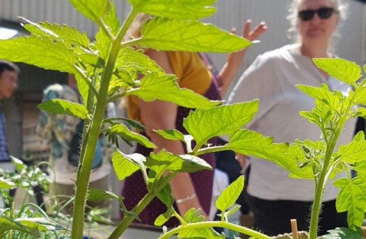 UNSW Urban Growers green plant