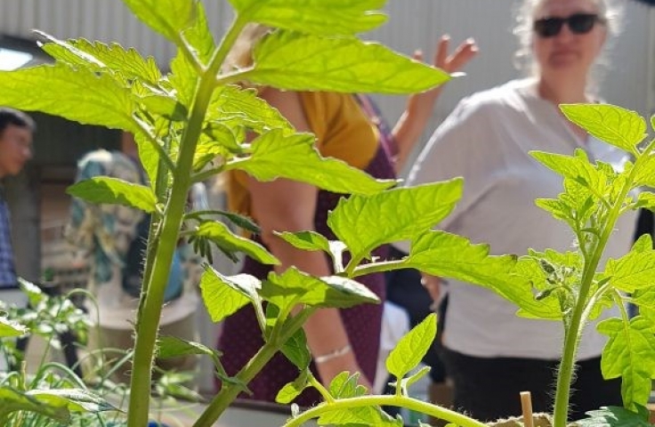 UNSW Urban Growers green plant