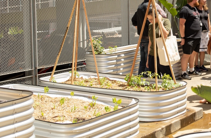 UNSW Urban Growers Barker St Garden