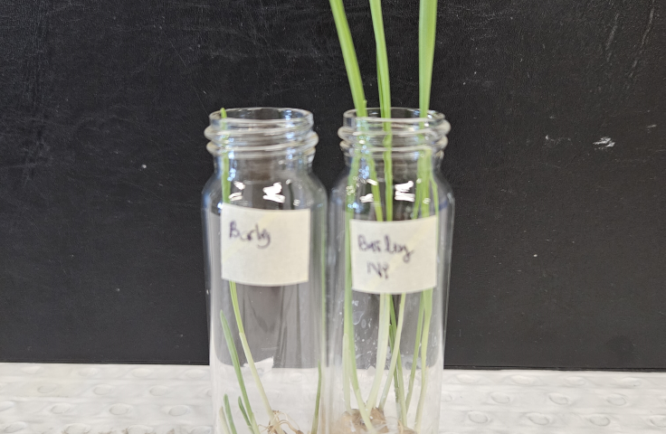 Nanoparticle seeds