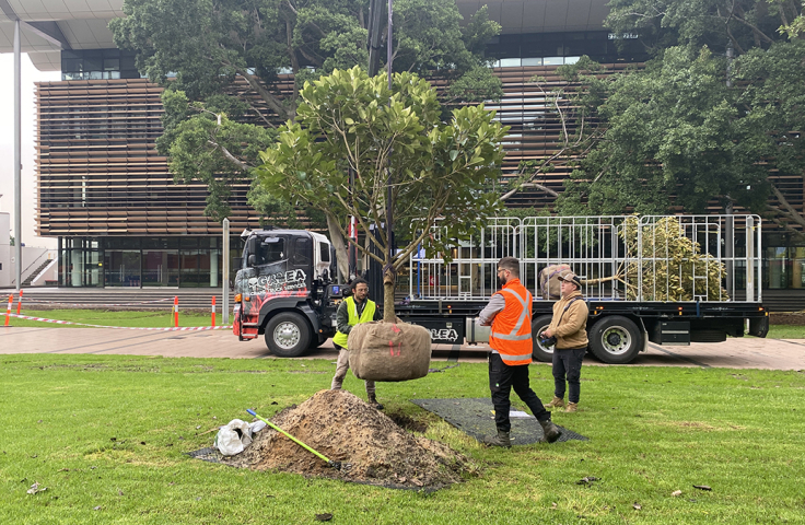 2 men planting fig trees