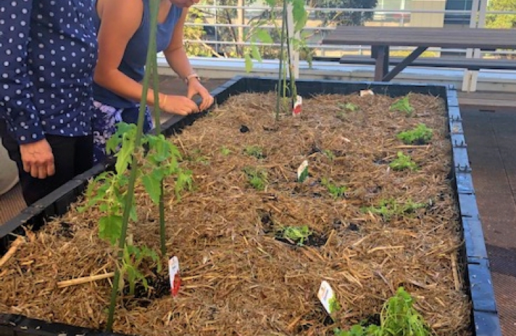 Urban Growers In Samuels