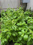 Basil